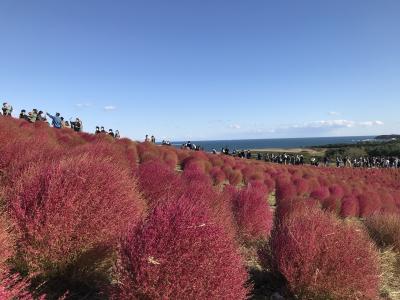 ひたち海浜公園でコキア見てきました