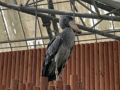 夫婦の夏休み！ハシビロコウのふたばちゃんに会いに掛川花鳥園へ！ここはエサやり大好きさんの楽園♪楽しくて帰れなくなり旅程崩壊する…笑（後半）