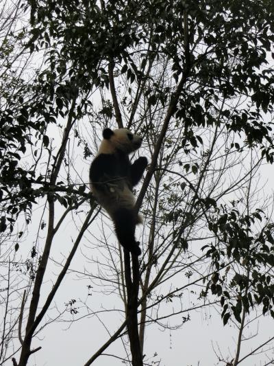 2019年1月　中国（成都・麗江）旅行①  往路ANAビジネスクラス、成都パンダ編