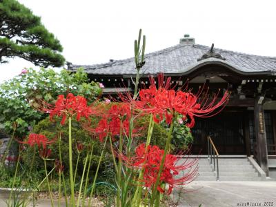 「常楽寺」の彼岸花_2022(4)_赤い彼岸花が咲き始めました（群馬県・太田市）