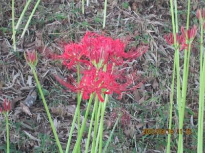 柏市のあけぼの山農業公園・彼岸花・2022年9月