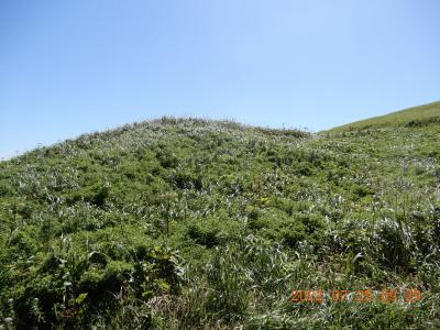 ｛礼文島（花の浮島）｝　北海道一周豪華バス（菫号）ツアー　５5