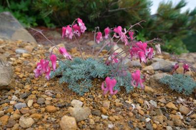 草津白根山　コマクサの楽園でした