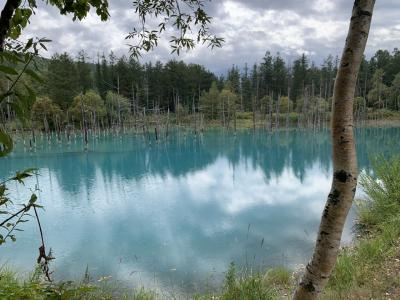 孫と旅する北海道　　　④　美瑛色彩の丘～白金青い池～富良野ファーム冨田～富良野チーズ工房