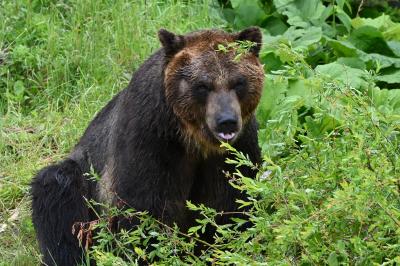 おじじとおばぁのマイカーぐるり旅 新得でベアマウンテンと乗馬