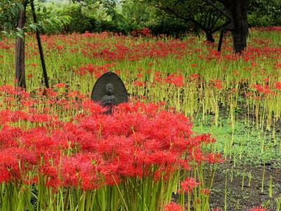 「恩林寺」の彼岸花_2022(2)_だいぶ咲き進んで、見頃が始まっていました（群馬県・邑楽町）