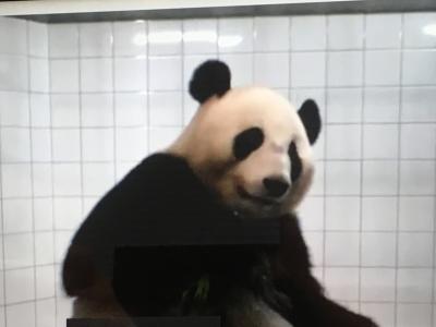 2022パンダ鑑賞記録☆結浜6歳の誕生日おめでとう!☆オンライン誕生日会に参加