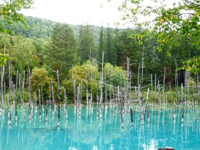 【美瑛・富良野】北海道絶景の旅 青い池とお花の絨毯