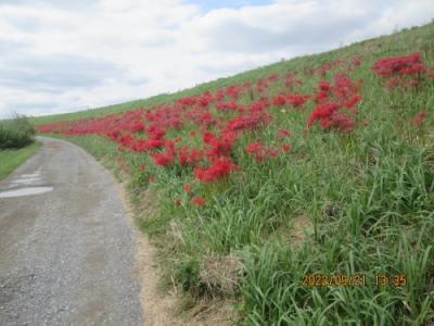 柏市の布施弁天裏・利根川土手・彼岸花