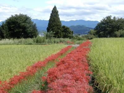 葛城古道のヒガンバナ☆赤いろ秋風景☆一言主神社☆いちじくかき氷