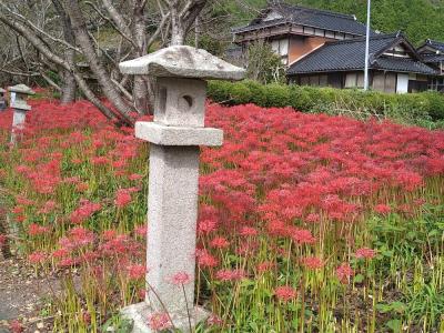 鰐鳴八幡宮の彼岸花～綺麗に咲いていました～