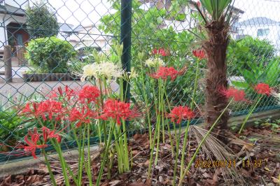 ビバホームの植え込みで見られた彼岸花②