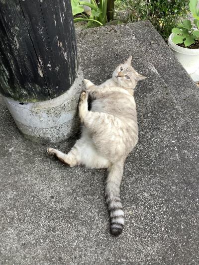 マイルで屋久島 路線バス移動　2泊3日＋帰り便欠航で延泊