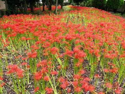 「正法寺」の彼岸花_2022_咲き揃っていて見頃継続中でした（群馬県・太田市）