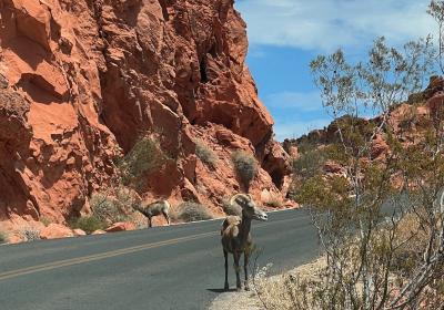 2022 夏 Arizona &amp; Nevada DAY5. Valley of Fire まさかのトラブル発生 Σ(T◇T;)