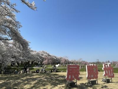 東北三大桜まつり：北上展勝地