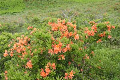 初夏の信州　薔薇紀行♪　Vol.44 ☆霧ヶ峰：オレンジ色のレンゲツツジ♪