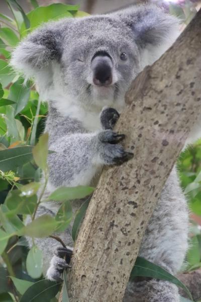 動物慰霊祭と国際レッサーパンダデーの埼玉こども動物自然公園（前編）なんとかコアラ全員とお散歩ナマモノやクオッカじっくり～展示練習中の子キリン