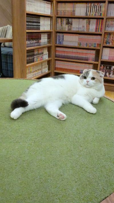 大阪 猫カフェ に関する旅行記 ブログ フォートラベル