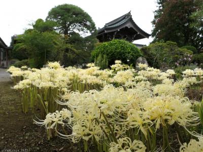 「東光寺」の彼岸花_2022_参道に”赤”、境内に”白” が咲いていましたが見頃末期でした(佐野市）