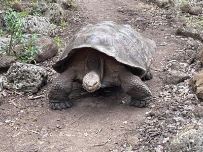 ガラパゴス個人旅行　女子二人旅