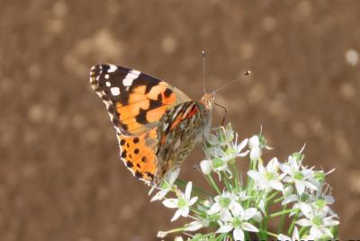 亀久保西公園付近のニラの花に留まっている蝶