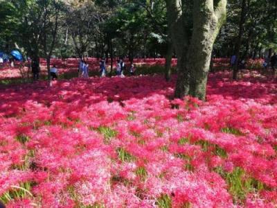 ’２２　埼玉花さんぽ　日高市 巾着田曼珠沙華まつり＆氷カフェあん