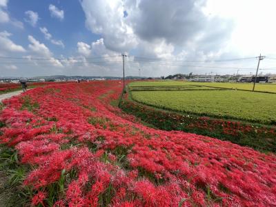 真っ赤な絨毯　矢勝川の彼岸花