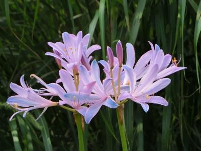 大阪万博記念公園　自然文化園　夏の花八景に咲いていた、”優美で＆幻想的で＆神秘的な色”をした「ナツズイセン（夏水仙）」。（2022）