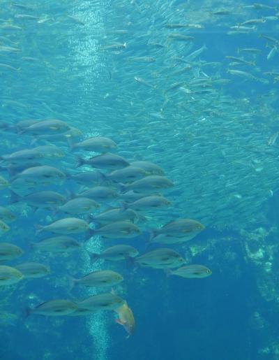 イベントがたくさん！夏の下田海中水族館に行こう&#9825;