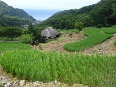 石部の棚田