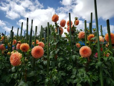 母・弟と行く初秋の馬見丘陵公園～彼岸花もダリアも綺麗でした(=ﾟωﾟ)ﾉ