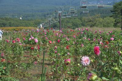 黒姫高原“秋桜&ダリア園”盛夏には50種類2万輪のダリア