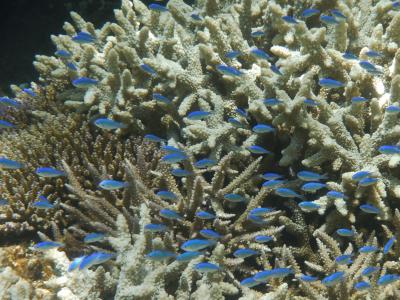 阿嘉島で夏合宿8日間～5日目　早朝イカ釣り＆北浜・ヒズシで贅沢に時間を過ごす