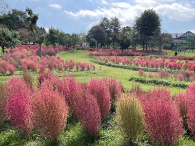 2022.10　３度目の正直、真っ赤に色づく「ゆにガーデンのコキア」