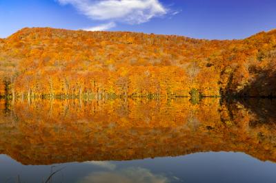 八甲田/十和田湖/奥入瀬ぐるり旅【7】~朝焼けで紅葉が真っ赤に染まる~蔦沼(紅葉)