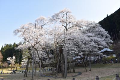 桜満開＆鉄印の旅　伊勢・志摩～奈良～京都～薄墨桜　④薄墨桜（岐阜県）