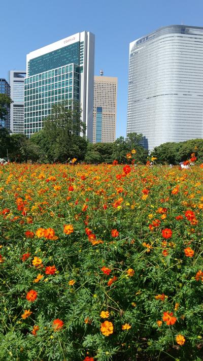 「　秋をさがしに　浜離宮恩賜庭園　さんぽ　」　2022