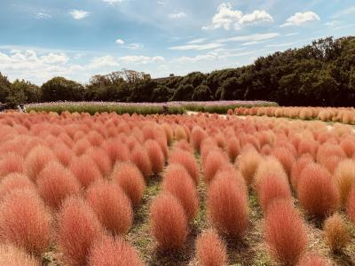 もふもふ&amp;カラフルの秋の饗宴　万博公園コスモス・コキアフェスタ♪