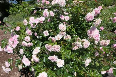 初夏の信州　薔薇紀行♪　Vol.69 ☆東御：ヴィラデストワイナリー初夏の花と薔薇の美しい庭園♪