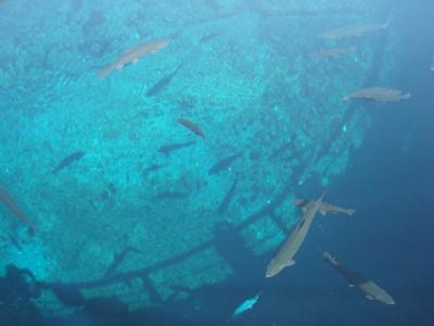 バスで忍野八海へ。出口池を最初に行けばよかったです…。