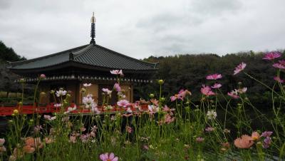 母・弟と行く秋の安倍文珠院～コスモス迷路楽しい(*'▽')