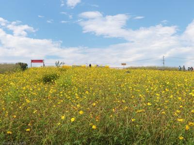 「鼻高展望花の丘」のコスモス_2022_花は残ってたけど、見頃は過ぎてました（群馬県・高崎市）