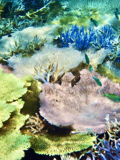 夏の終わりは、西表島へ元気な珊瑚に会いに行く♪