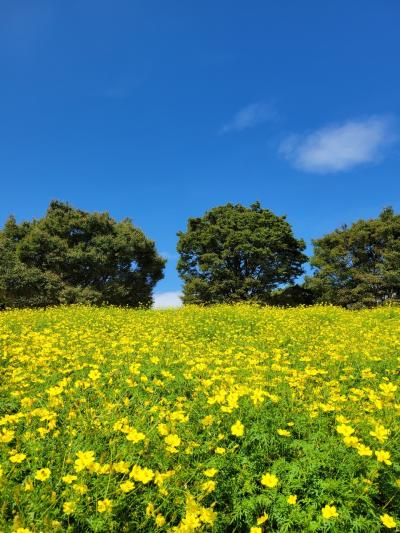 コスモスを見に立川へ