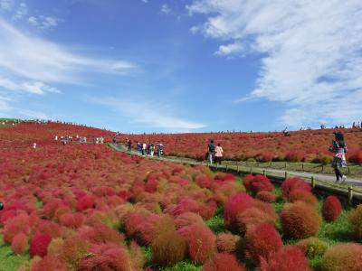 コキアを見に国営ひたち海浜公園へ