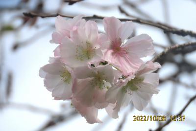 今年初めて見られた冬桜