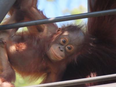 都民の日に久しぶりの多摩動物公園