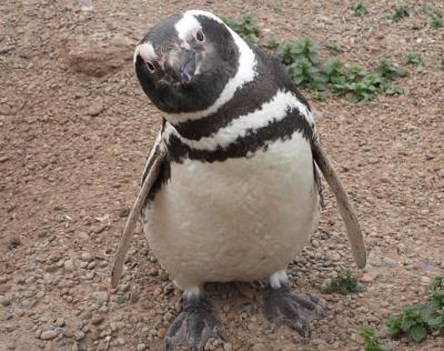 バルデス半島その１ マゼランペンギンの繁殖地へ