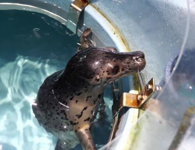 「奇跡のアザラシの子」カブトくん！ショーデビューはいかに！？&#9825;下田海中水族館